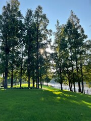 metasequoia trees green grass in the sunset