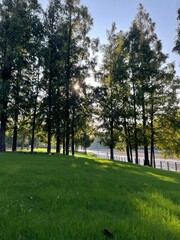 Obraz premium metasequoia trees green grass in the sunset