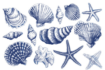 Minimalist hand drawn seashells vector illustration collection. Art for greeting cards, wedding invitations, poster design, postcards, branding, logo design, background