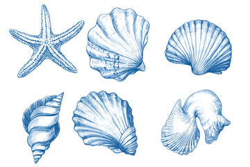 Minimalist hand drawn seashells vector illustration collection. Art for greeting cards, wedding invitations, poster design, postcards, branding, logo design, background