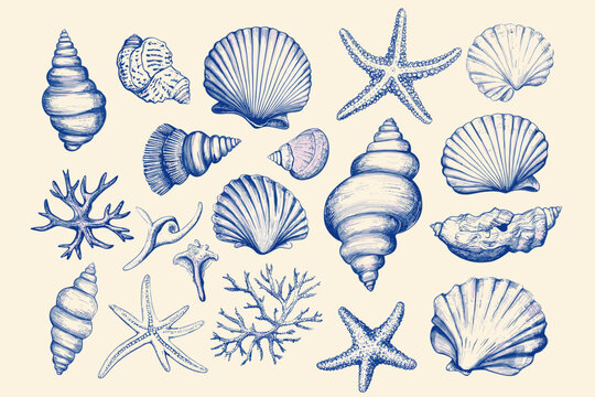 Minimalist hand drawn seashells vector illustration collection. Art for greeting cards, wedding invitations, poster design, postcards, branding, logo design, background