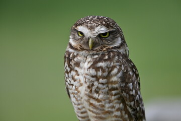 Owl portrait