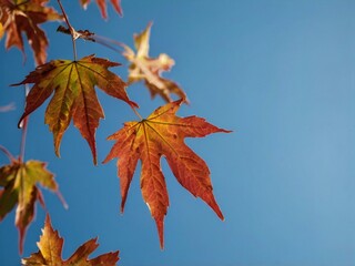 Autumn maple leaves against blue sky
