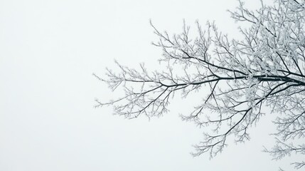 Obraz premium Frost-covered tree branches against a pale winter sky, capturing the cold essence of the season.