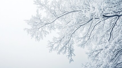 Obraz premium Frost-covered tree branches against a pale winter sky, capturing the cold essence of the season.