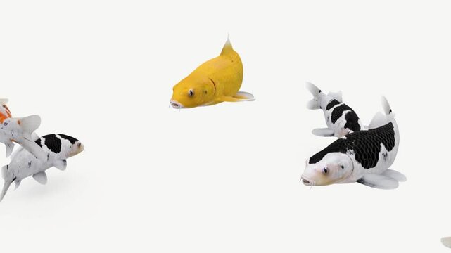 Japanese carps fish animation