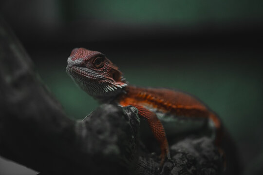 Central bearded dragon (poona vitticeps) in captivity, alice springs, northern territory, australia, pacific, copy space