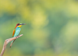 bee-eater on a branch