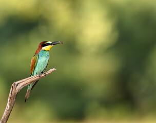 Fototapeta premium bee-eater on a branch