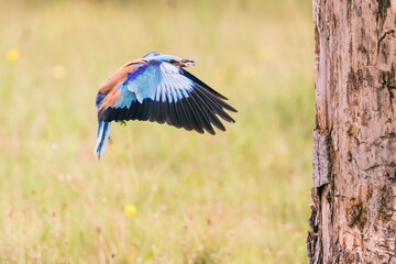 european lilac roller in flight to the nest