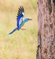 european lilac roller in flight to the nest with bug