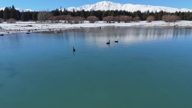 Black swans enjoy clear water of Lake Tekapo on frosty day