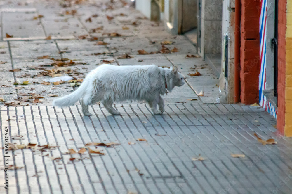 Wall mural white dog in the street