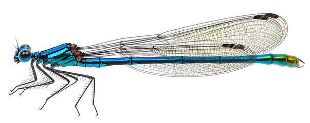 A highly detailed image of a blue-banded demoiselle insect, highlighting its translucent wings and iridescent body.