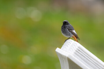Black fluffy redstart sitting on a white book shaped tombstone on a bright spring day