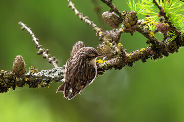 Brown treecreeper is sitting on a branch with a freshly catched larva in its beak