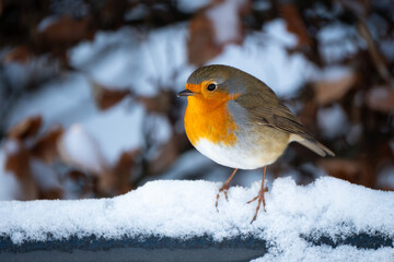 Small colorful robin sitting on a bench with snow and frost on a cold bright winter day