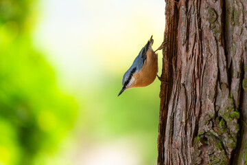 Colorful nuthatch hanging headfirst on a tree on a sunny bright summer day