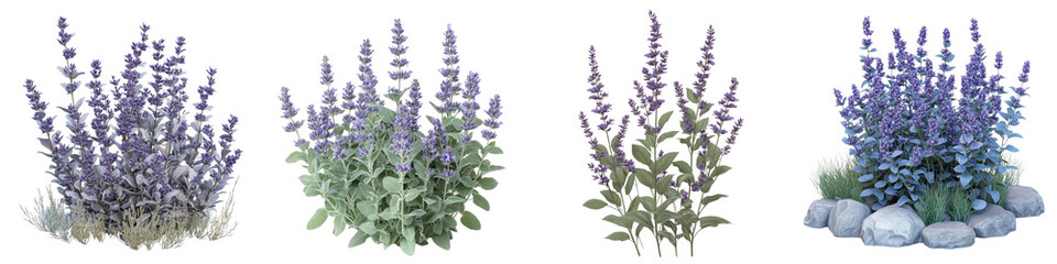 Russian Sage - Tall airy plant with silver foliage and small purple flowers adding texture to gardens. Isolated on Clear White Background Highly Detailed 