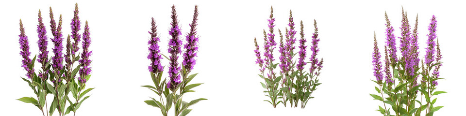 Purple Loosestrife - Tall spikes of small purple flowers often growing in wetlands. Isolated on Clear White Background Highly Detailed