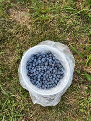 blueberries in a bucket