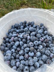 fresh you pick blueberries