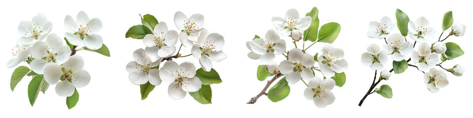 Pear Blossom - White flowers with five petals appearing on pear trees in early spring. Isolated on Clear White Background Highly Detailed