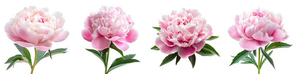 Paeonia (Peony) - Large lush blooms in pink white or red often used in bouquets. Isolated on Clear White Background Highly Detailed