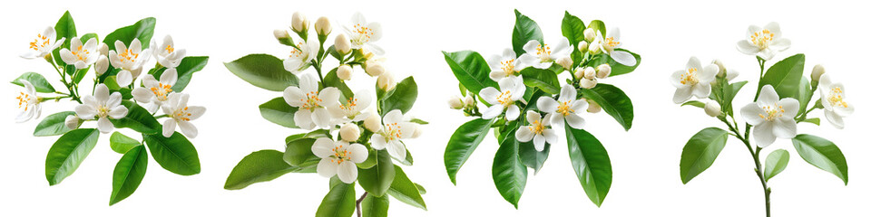 Orange Blossom - Small fragrant white flowers on citrus trees known for their sweet scent. Isolated on Clear White Background Highly Detailed