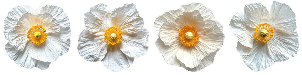 Matilija Poppy - Large white crepe-paper-like petals with a bright yellow center resembling fried eggs. Isolated on Clear White Background Highly Detailed 