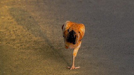 close up of a hen with shadow