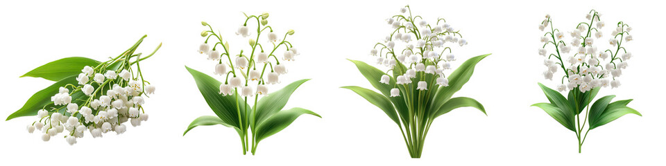 Fototapeta premium Lily of the Valley - Small bell-shaped white flowers with a sweet fragrance. Isolated on Clear White Background Highly Detailed