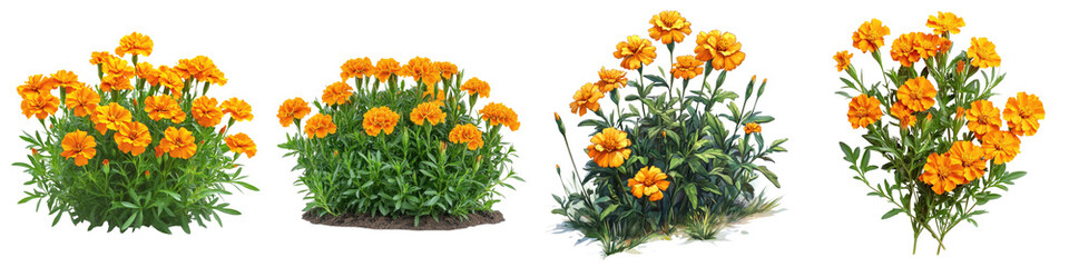 French Marigold - Small bushy plants with bright orange and yellow blooms Isolated on Clear White Background Highly Detailed 