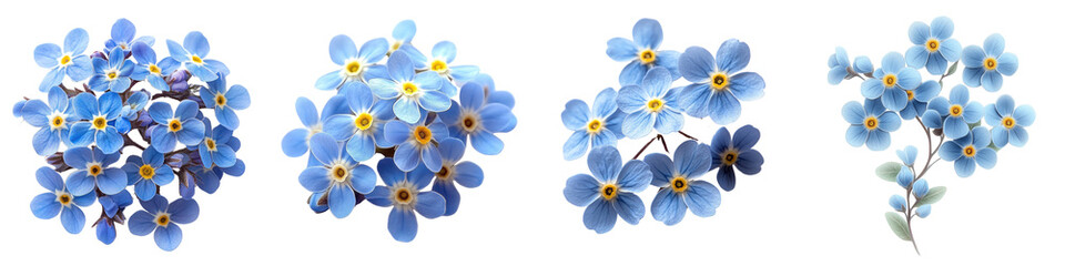 Naklejka premium Forget-Me-Not - Small sky-blue flowers with yellow centers symbolizing remembrance Isolated on Clear White Background Highly Detailed