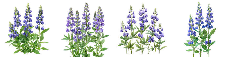 Naklejka premium False Indigo - Tall plants with spires of blue or purple pea-like flowers Isolated on Clear White Background Highly Detailed