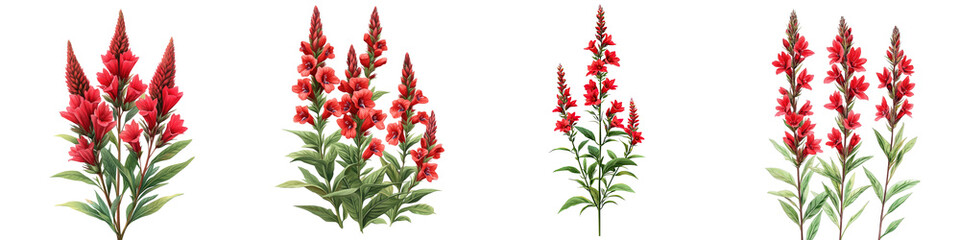 Cardinal Flower - Bright red spikes of tubular flowers that attract hummingbirds Isolated on Clear White Background Highly Detailed 