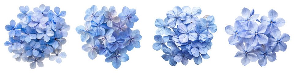 Cape Leadwort - Delicate clusters of pale blue star-shaped flowers Isolated on Clear White Background Highly Detailed 