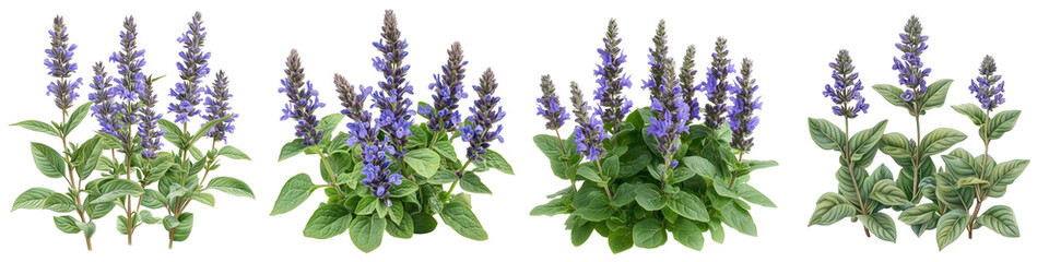 Obraz premium Bugleweed - Low-growing plant with spiky blue or purple blooms Isolated on Clear White Background Highly Detailed 