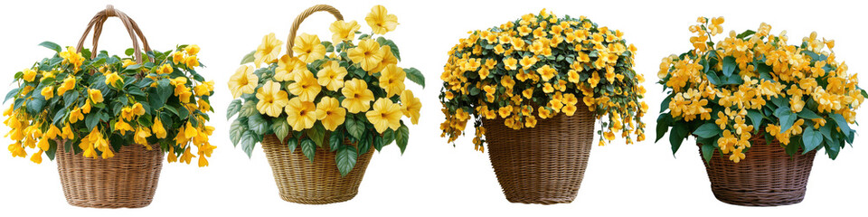 Basket of Gold - Golden-yellow cascading blooms on low-growing foliage Isolated on Clear Background Highly Detailed 