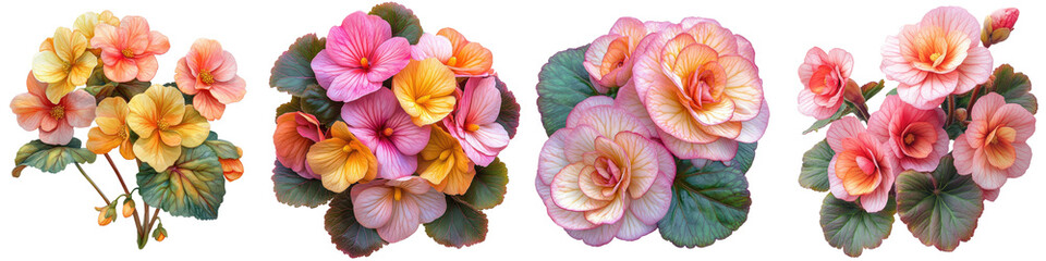 Begonia - Colorful and waxy flowers perfect for shade gardens Isolated on Clear Background Highly Detailed