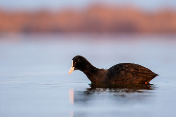 The Eurasian coot (Fulica atra) swimming in a pond in France.