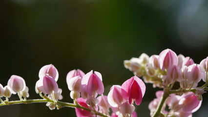 Pink flowers arranged horizontally with charming bokeh