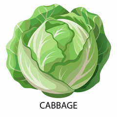 Cabbage in cartoon style on a white background. Vector illustration.