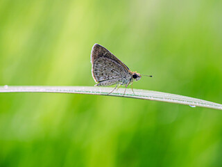 Close-up of owl butterfly on a blade of grass with raindrops in the natural light on a beautiful morning.
