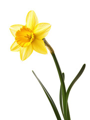 Fototapeta premium bright yellow daffodil isolated on transparent background