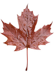 Naklejka premium wet red brown maple leaf isolated on transparent background