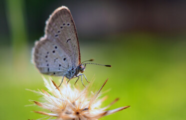 Close-up of butterfly on a flower in the natural light on a beautiful morning. macro butterfly