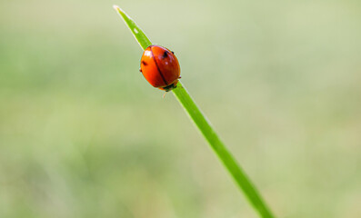 Ladybug on the top of blade of grass on the green blurred background in macro details. close up