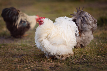 various purebred happy free-range chickens in the meadow	, a mini cochin in the front
