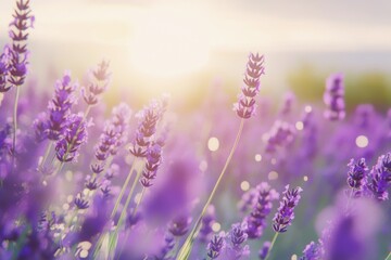 Obraz premium Lavender flowers in soft focus with the sun shining on them, creating a dreamy and romantic atmosphere, a lavender field in the background, blurred background